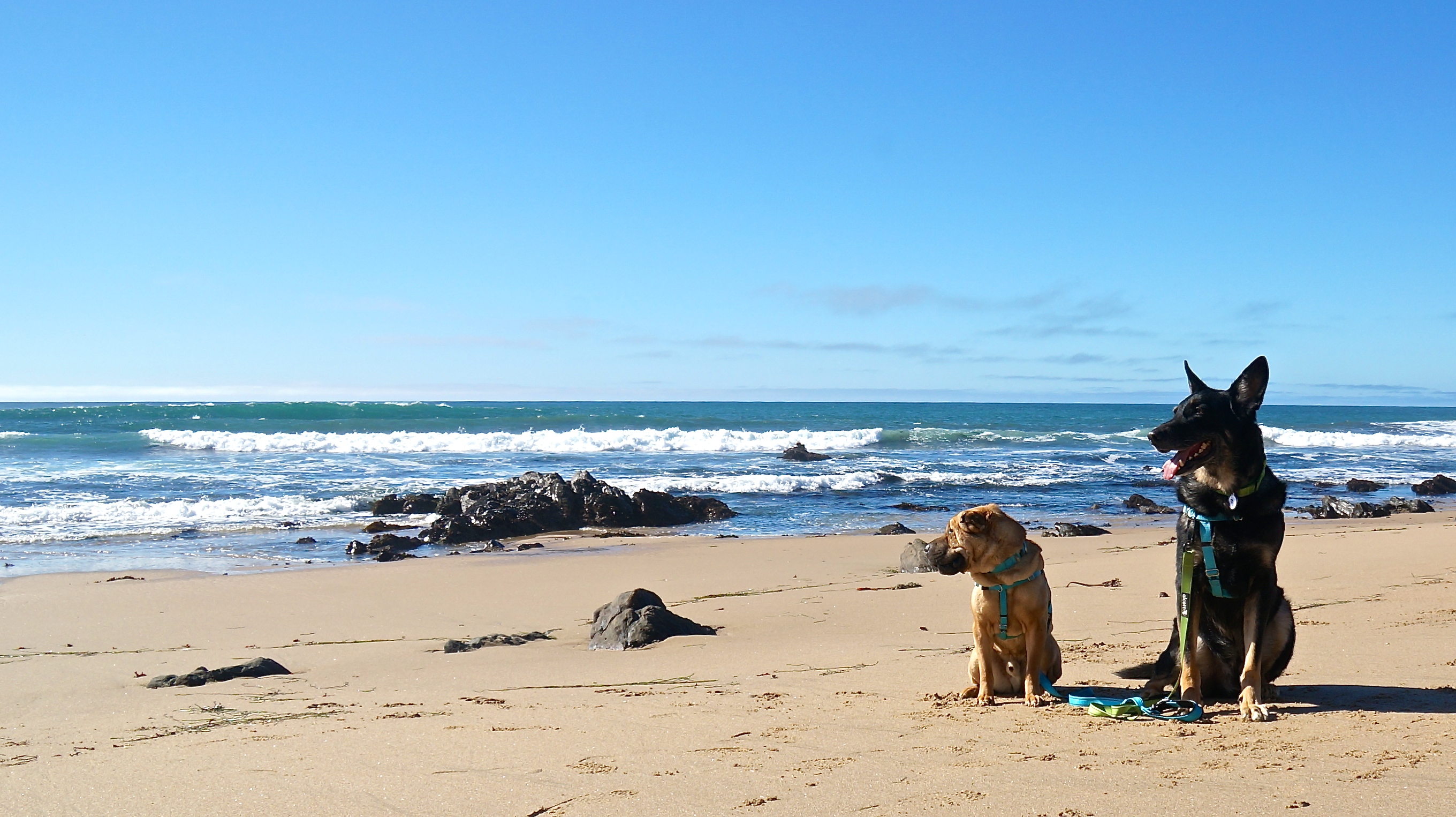 GoPetFriendly.com Hits The Road On First-Ever 15,000-Mile Ultimate Pet ...